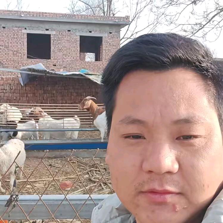 牛羊乐乐