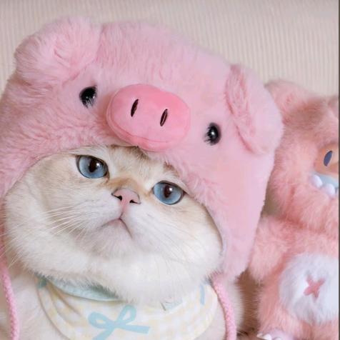 南北绿豆哈基米