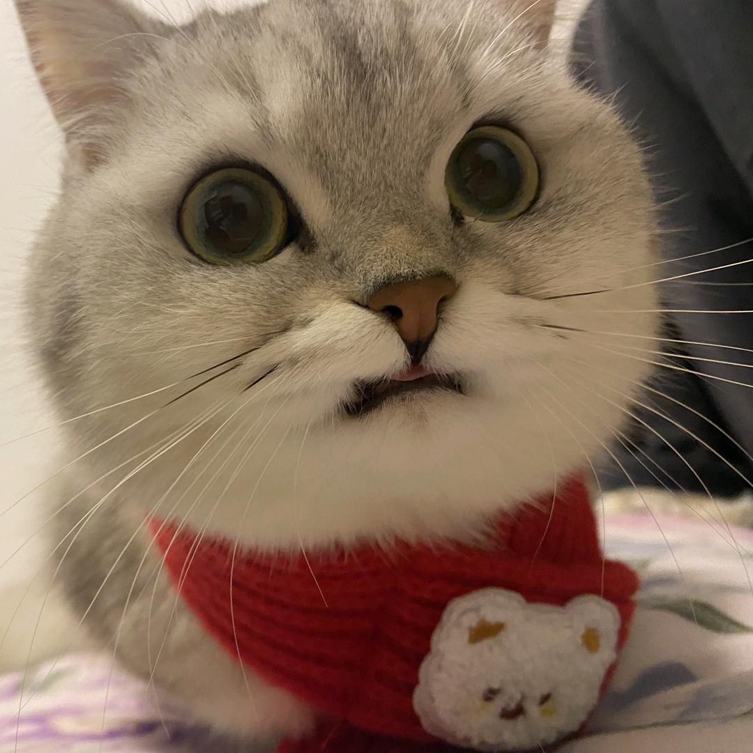 我是一只猫