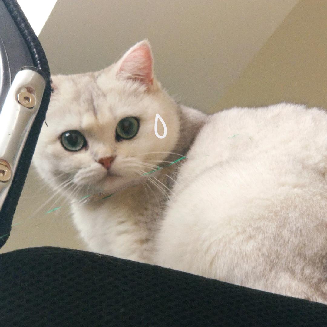 胖胖不胖哟