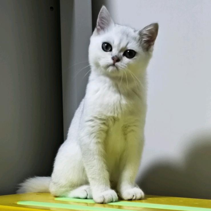 玩世不恭。。。