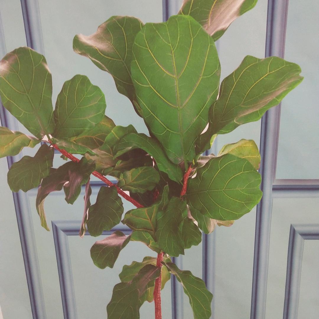 哈呦哈哈嘿spell