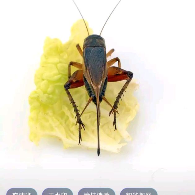 油葫芦蟋蟀养殖，蟋蟀用品。