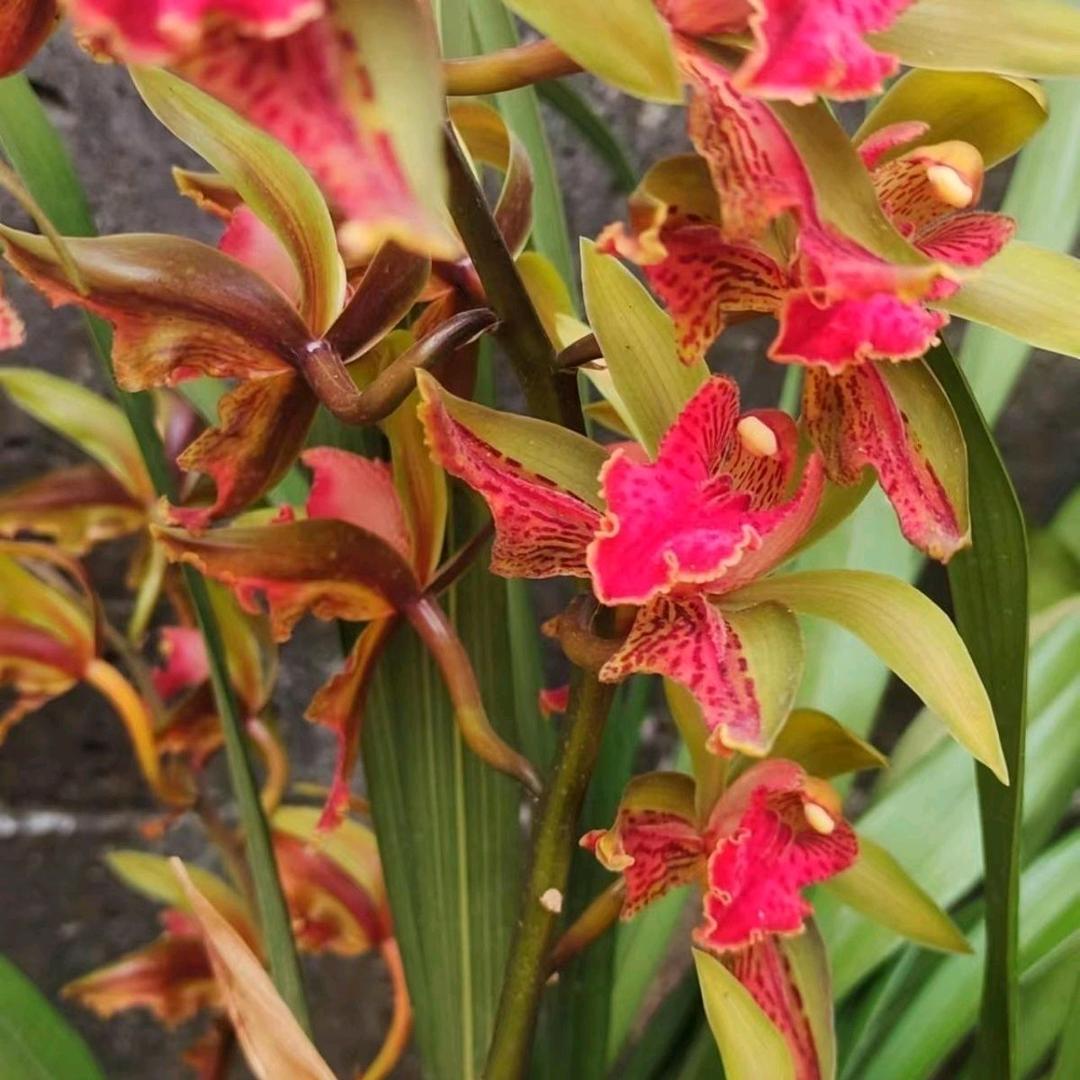 明微花卉