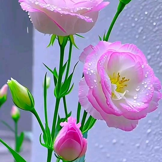 缘起₍ᐢ..ᐢ₎♡缘落