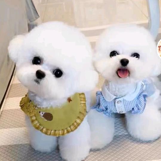 “宠”爱有家@比熊红姐