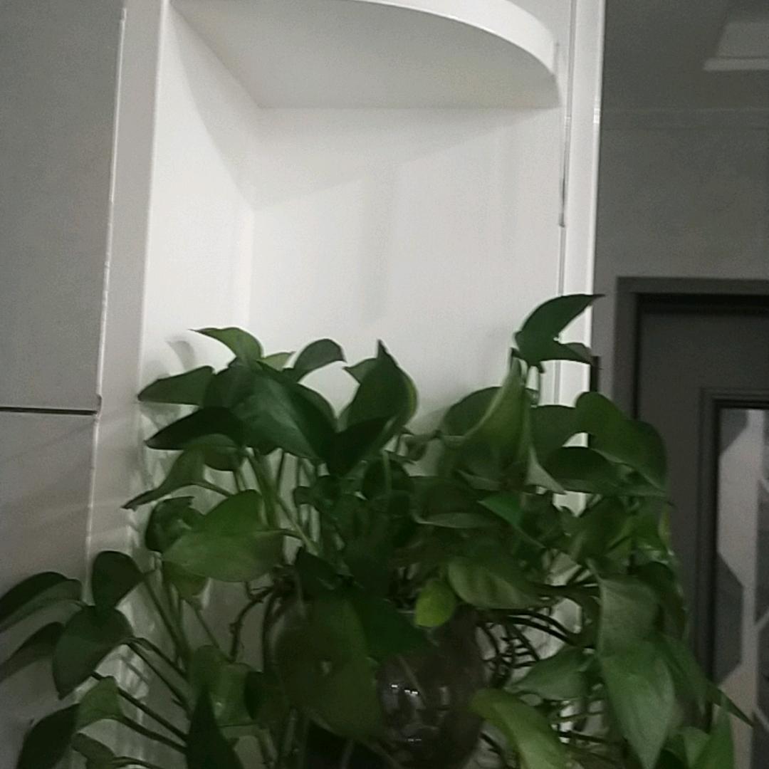 钦钦来了
