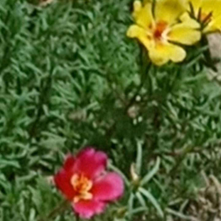 太阳花🌸