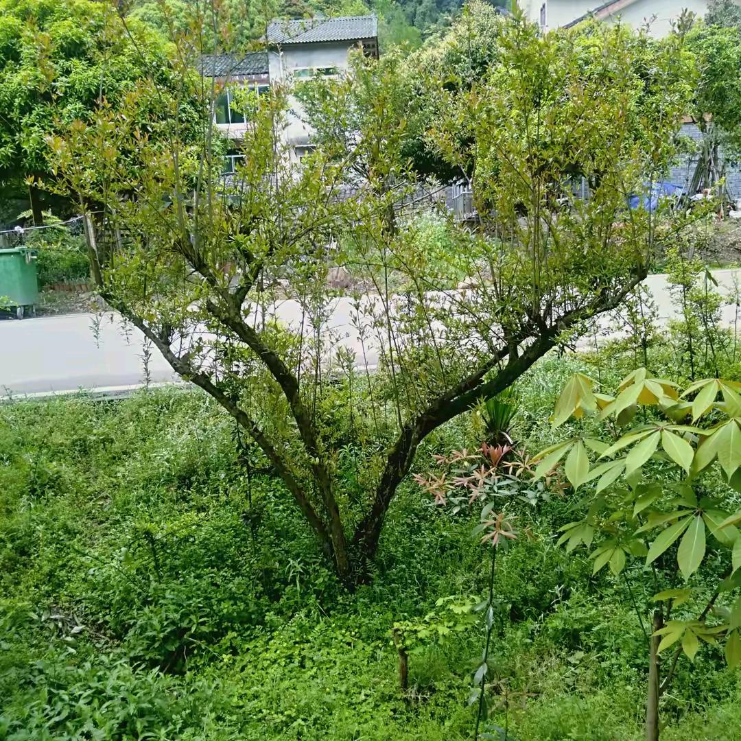 我是一根小草，姓梁