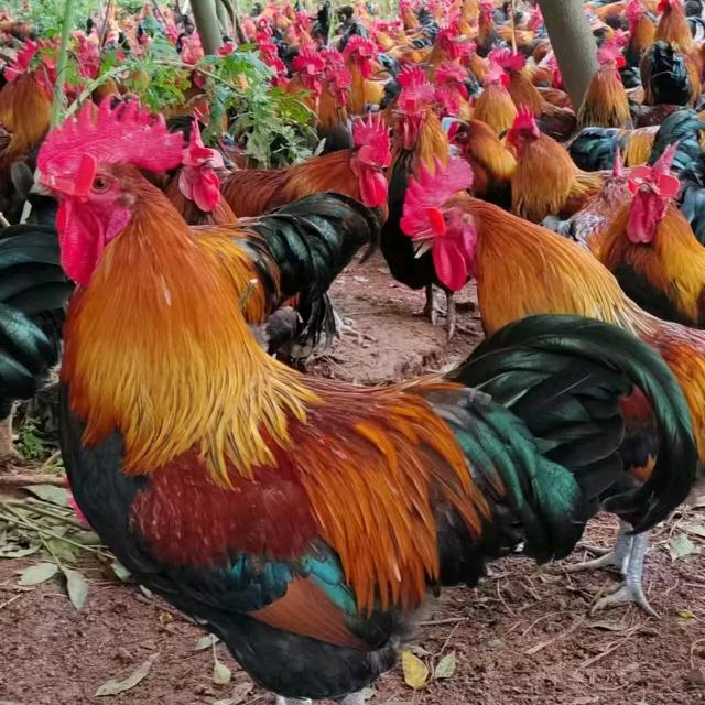 盛达园鸡苗孵化