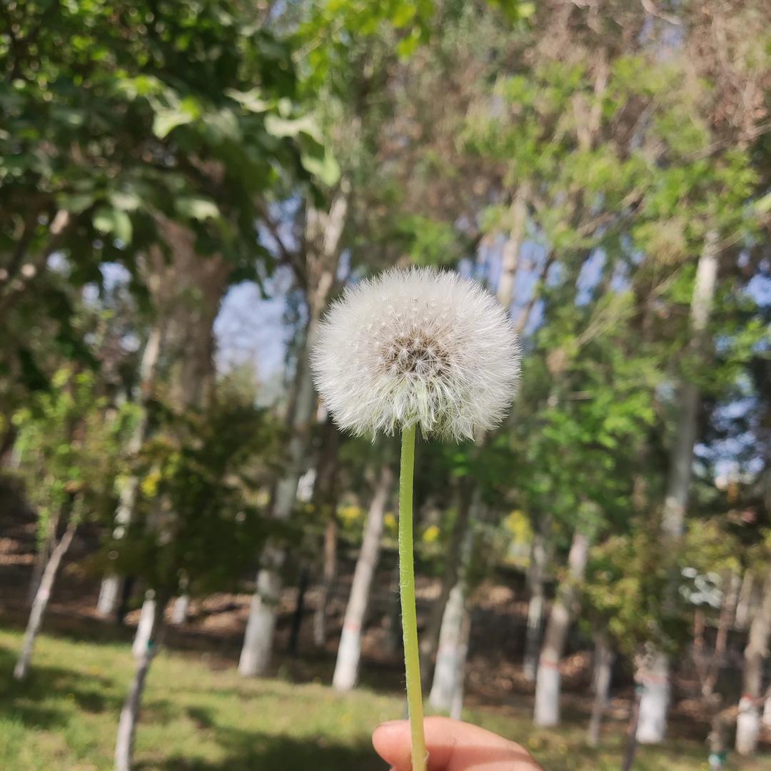 草上鹰飞