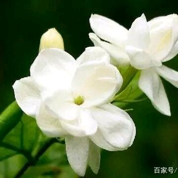 晓晓