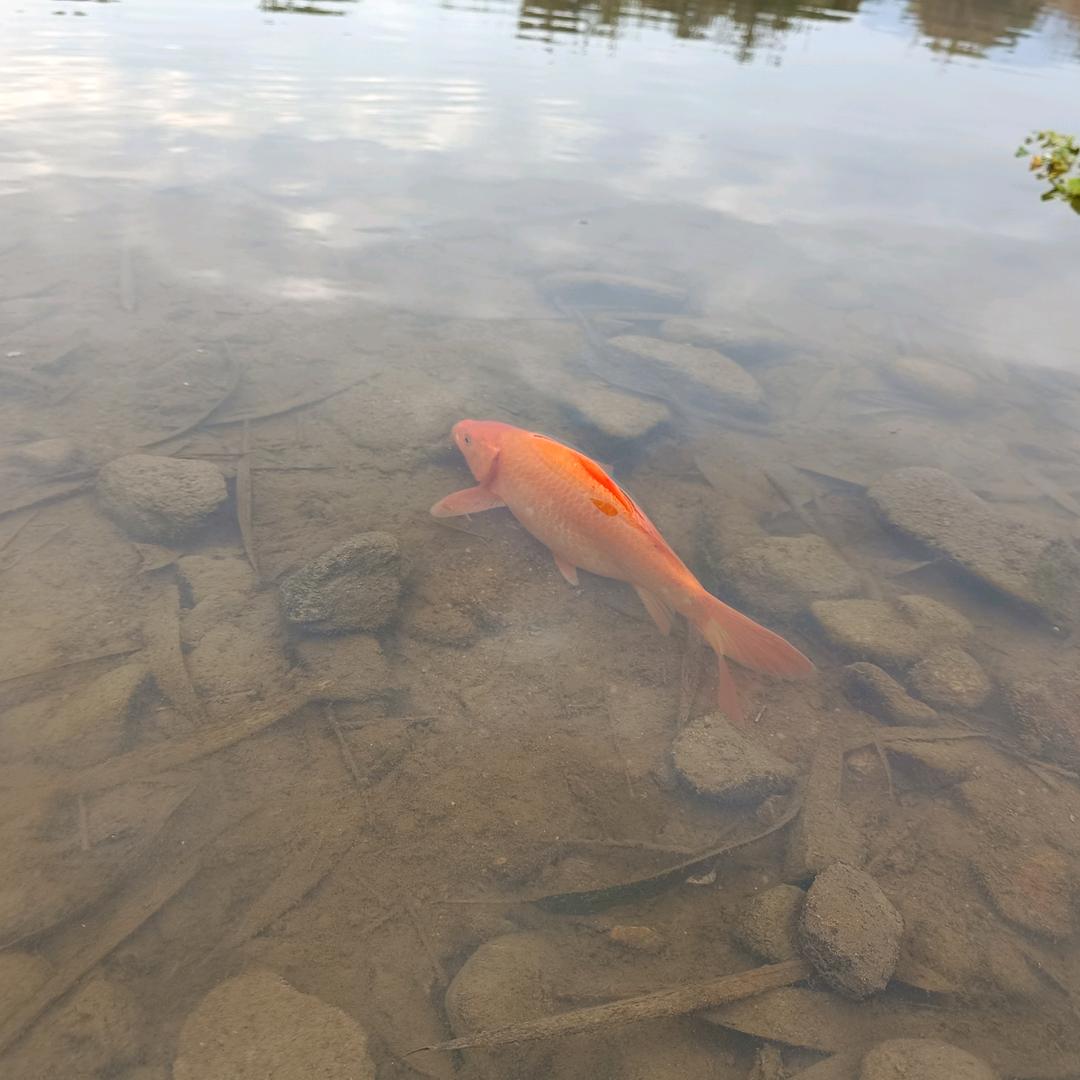 メ湘🐟一个人的路丶