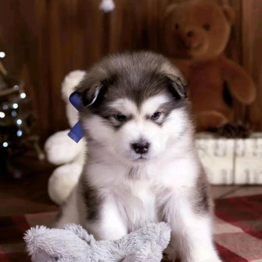 富平狗司令《各种笨狗繁育》收各种淘汰狗?