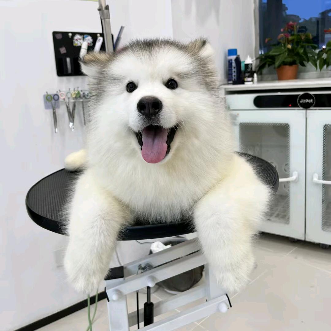 东方雪兔