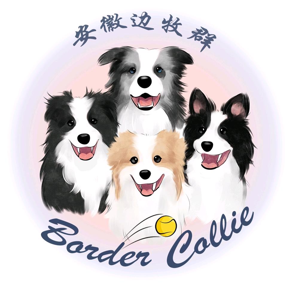 边牧滚滚一家&安徽边牧群