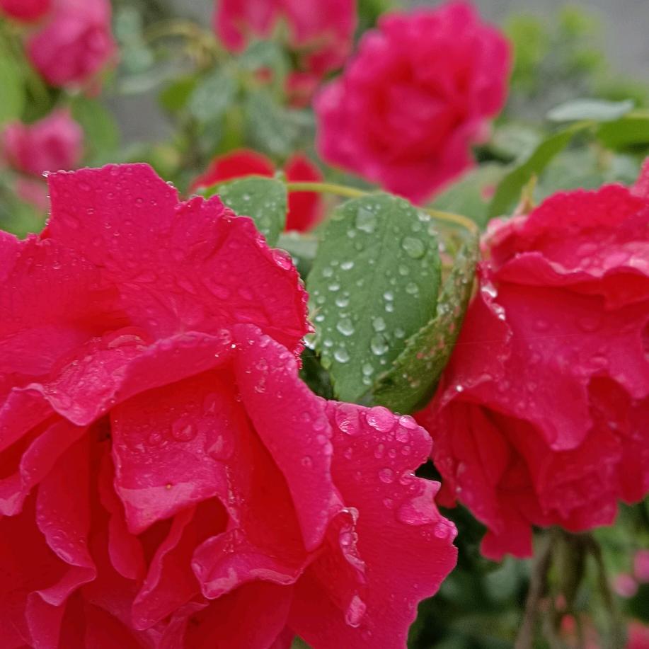 ໑ຼₒ₂₄ღ᭄傻丫头🕊꧔ꦿ᭄💞