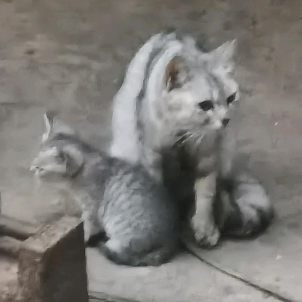 এ᭄随风ꦿృ༊