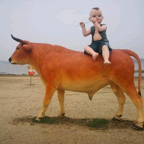 骑着黄牛看直播