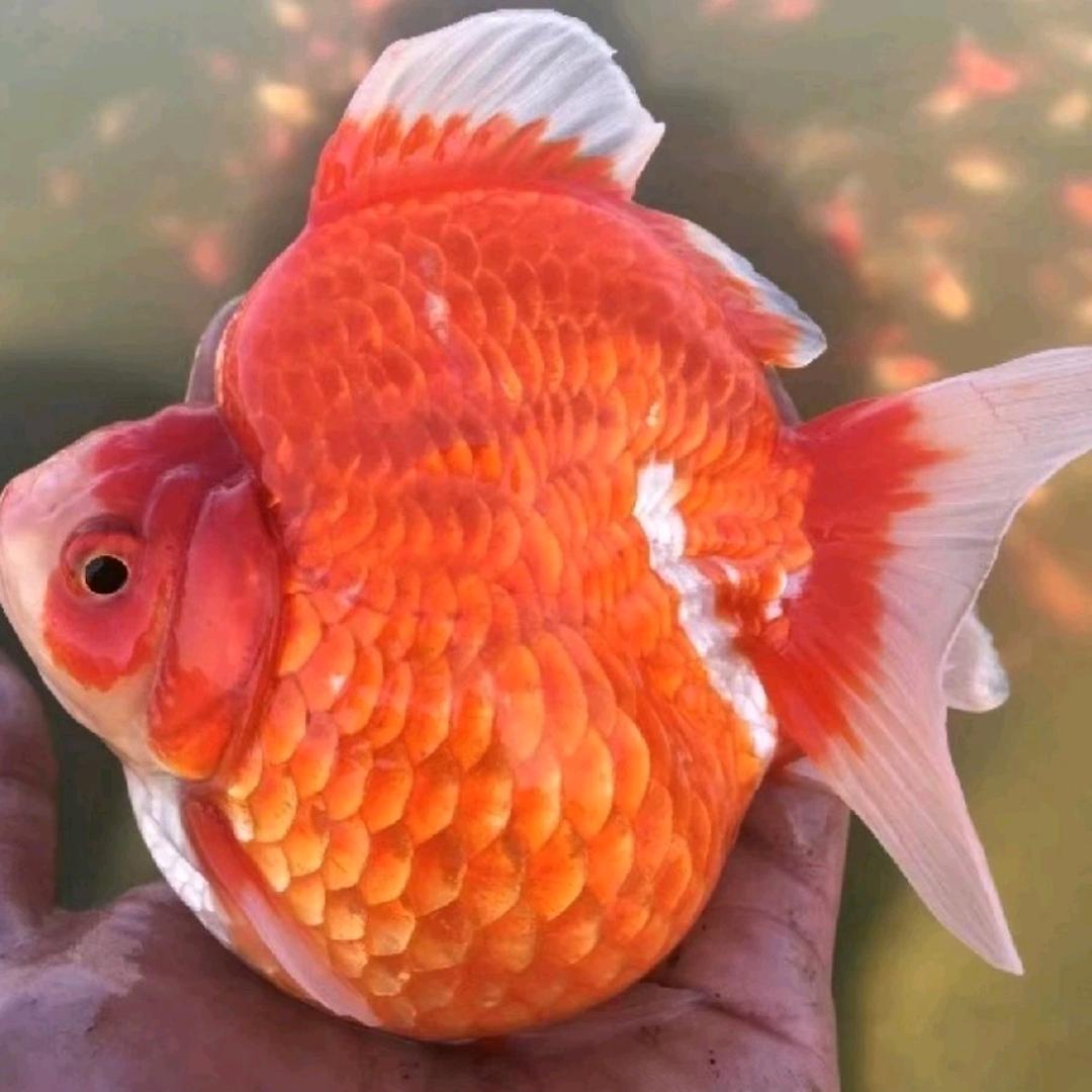 煦皓观赏鱼