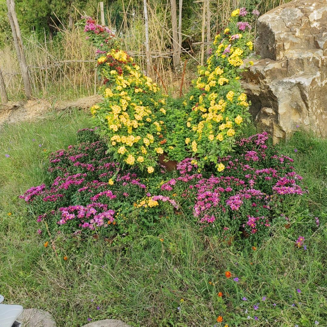 sunshinea