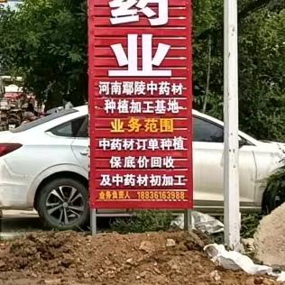 东葛村中药材种植基地—小苏