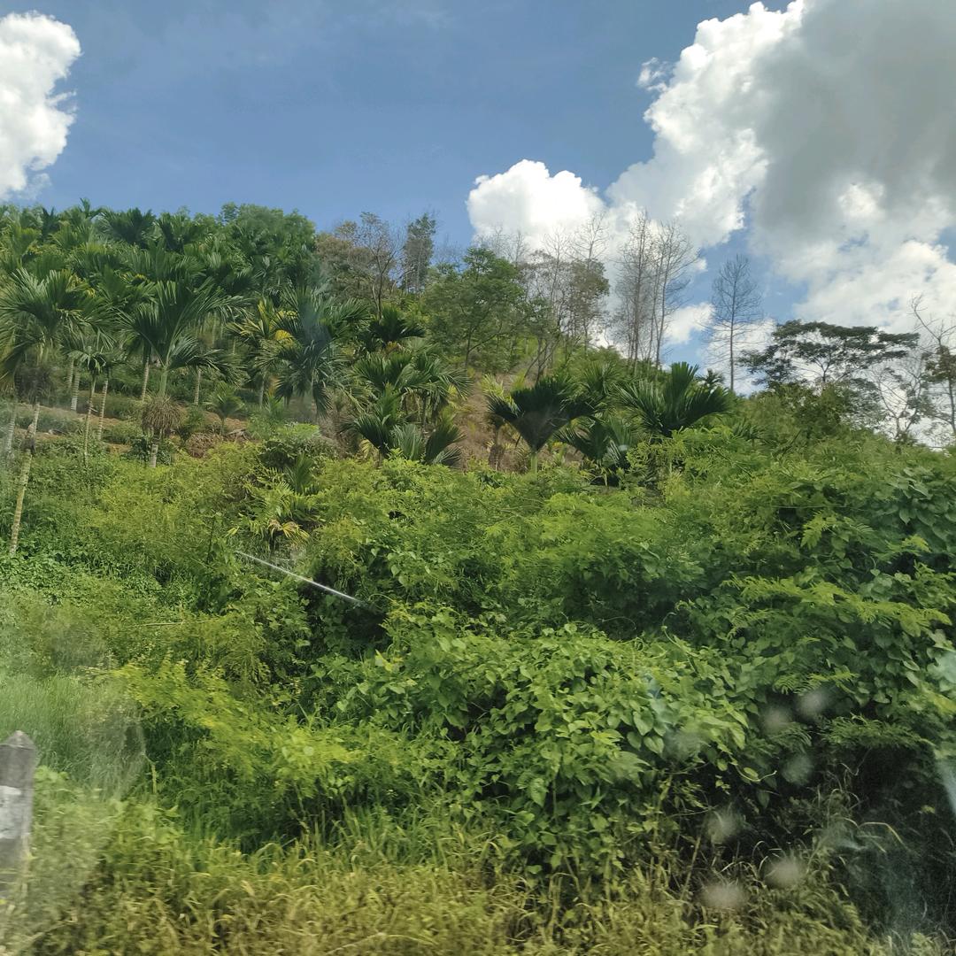 风华燃尽试天下