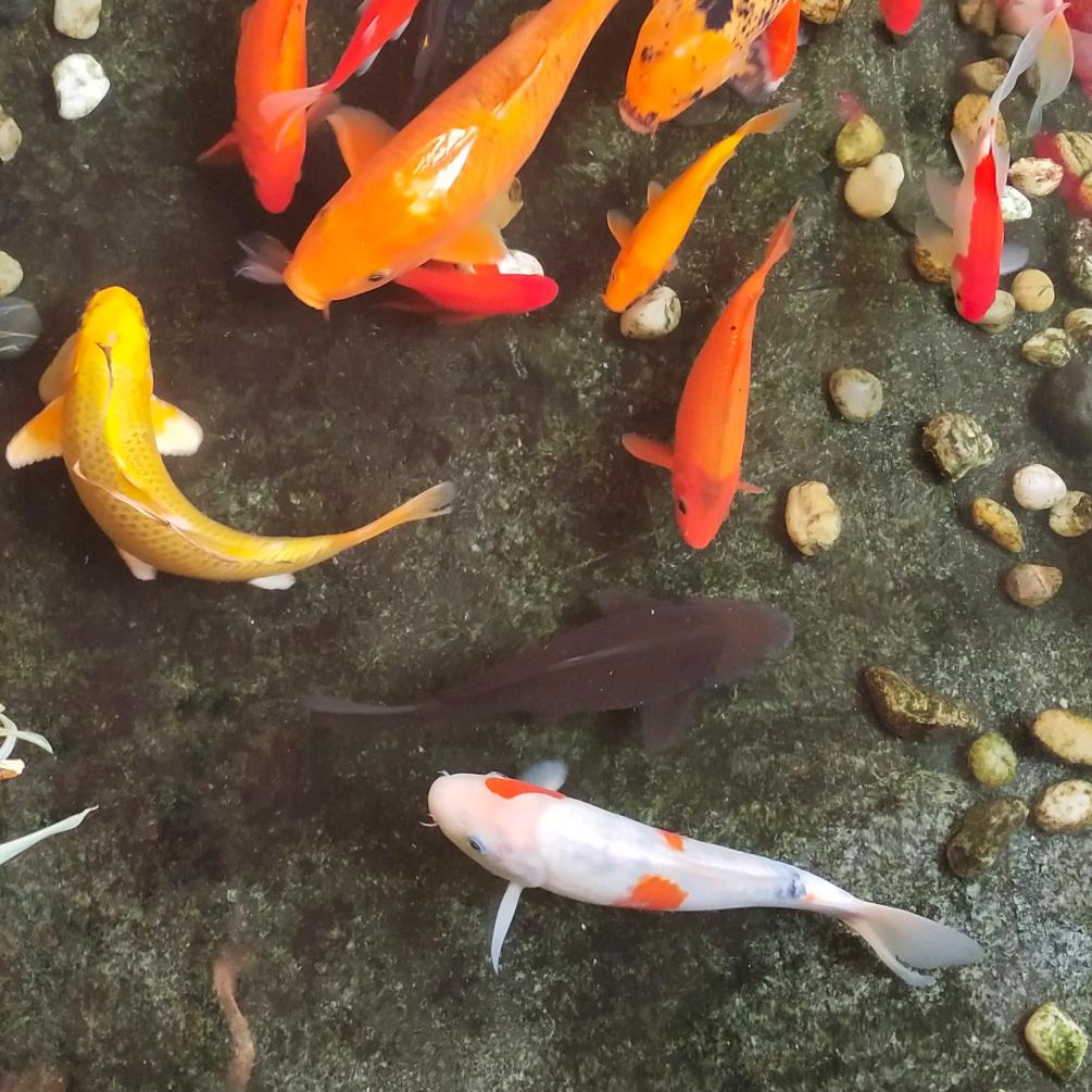 春暖花开燕归时