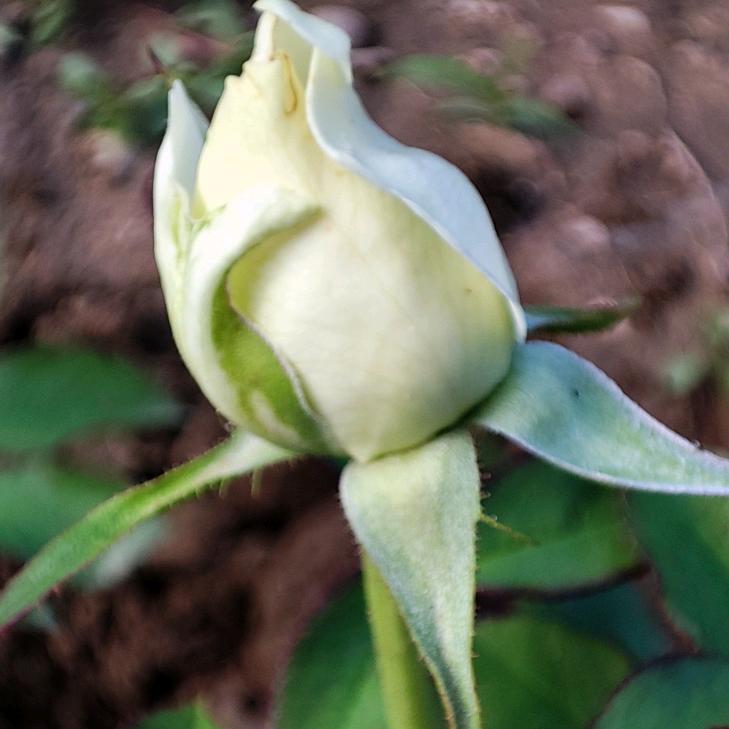 陌上花开