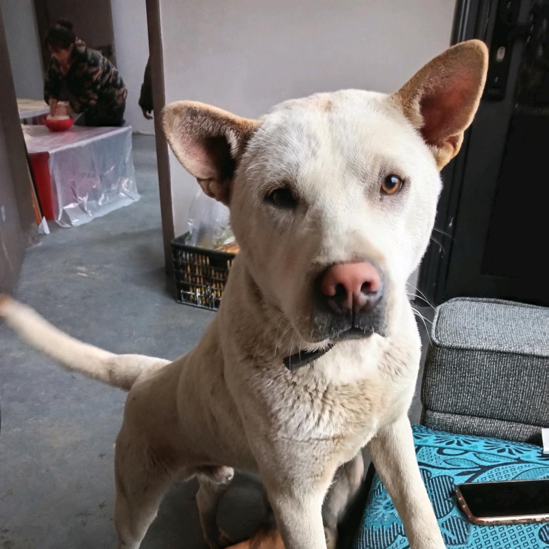贵州黔东南土猎犬