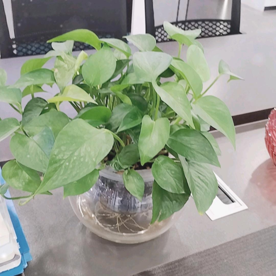 陈心陈意