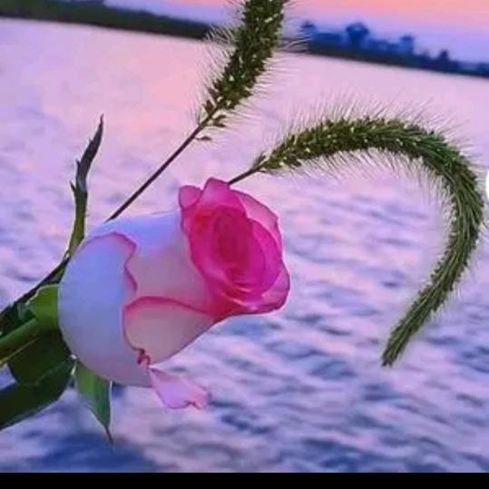 🌸幸运草🌱🌸