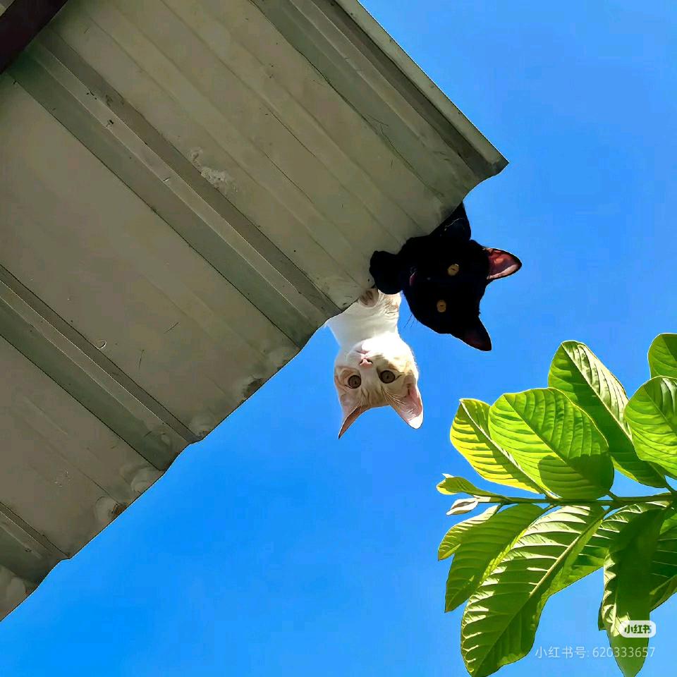 爱讲华为认证的鑫鑫