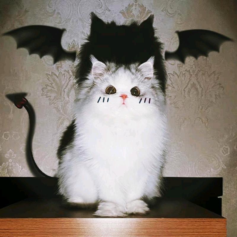 哈基米的奇幻花园