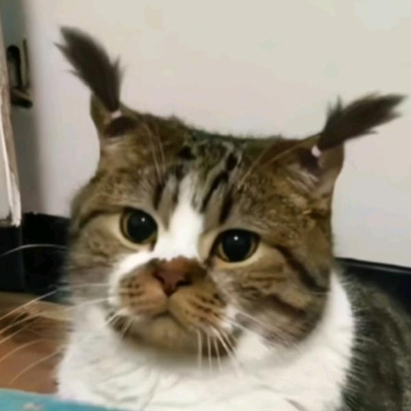 玉玉清。。。。