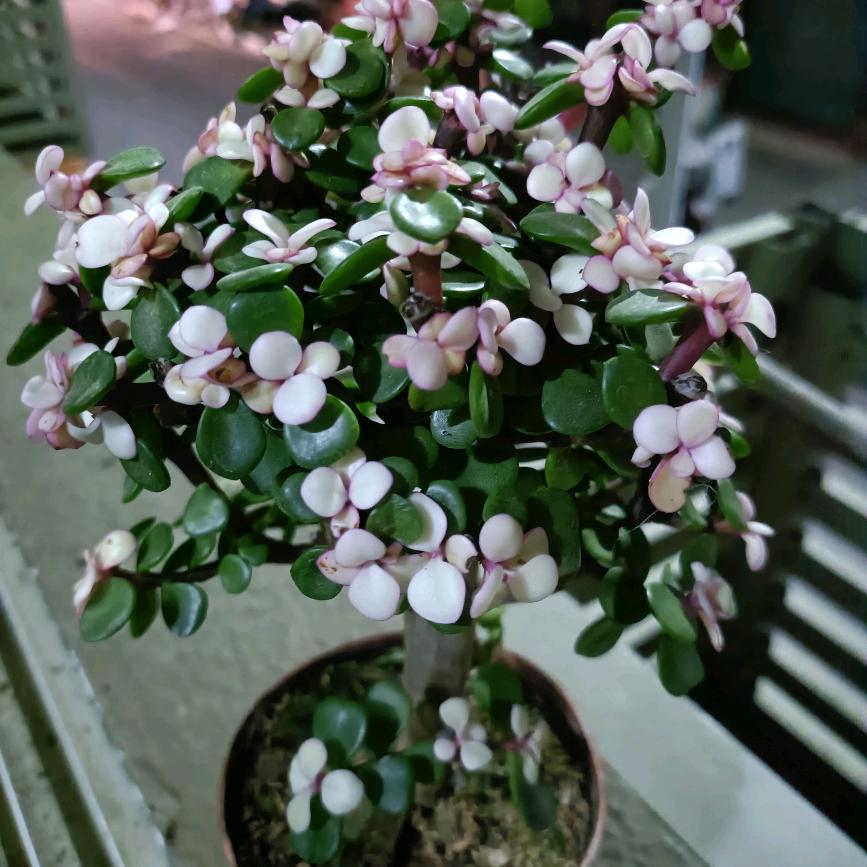 带刺的玫瑰🌹