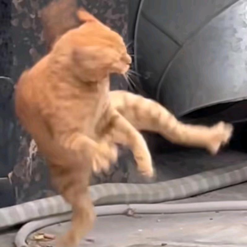 豆儿