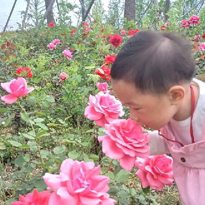 花园美丽