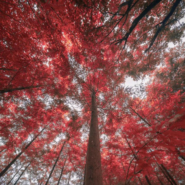 中国红运动红～