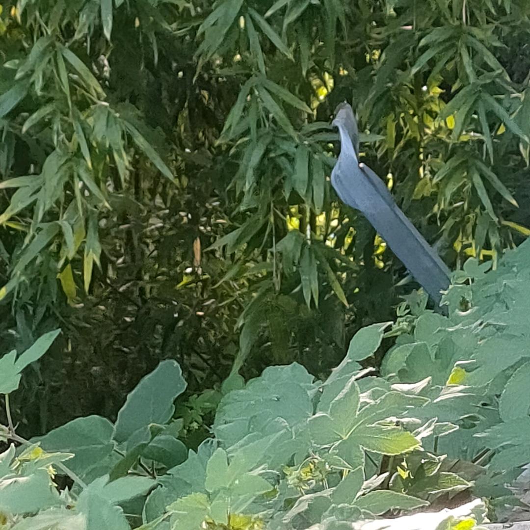 许二小姐