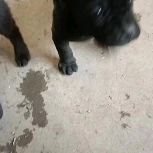 把狗还回去就把视频删了