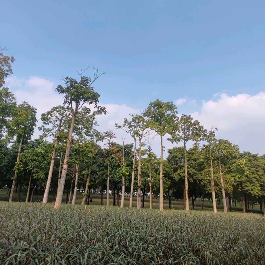 小馋喵66