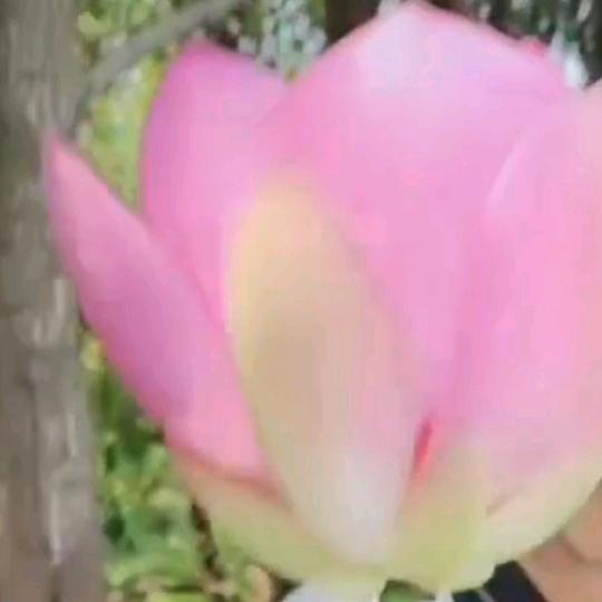 荷花💐