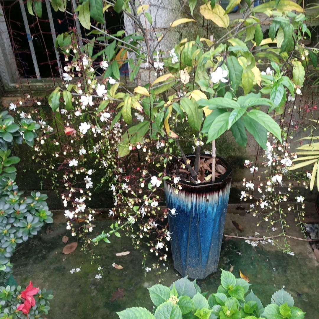 花开