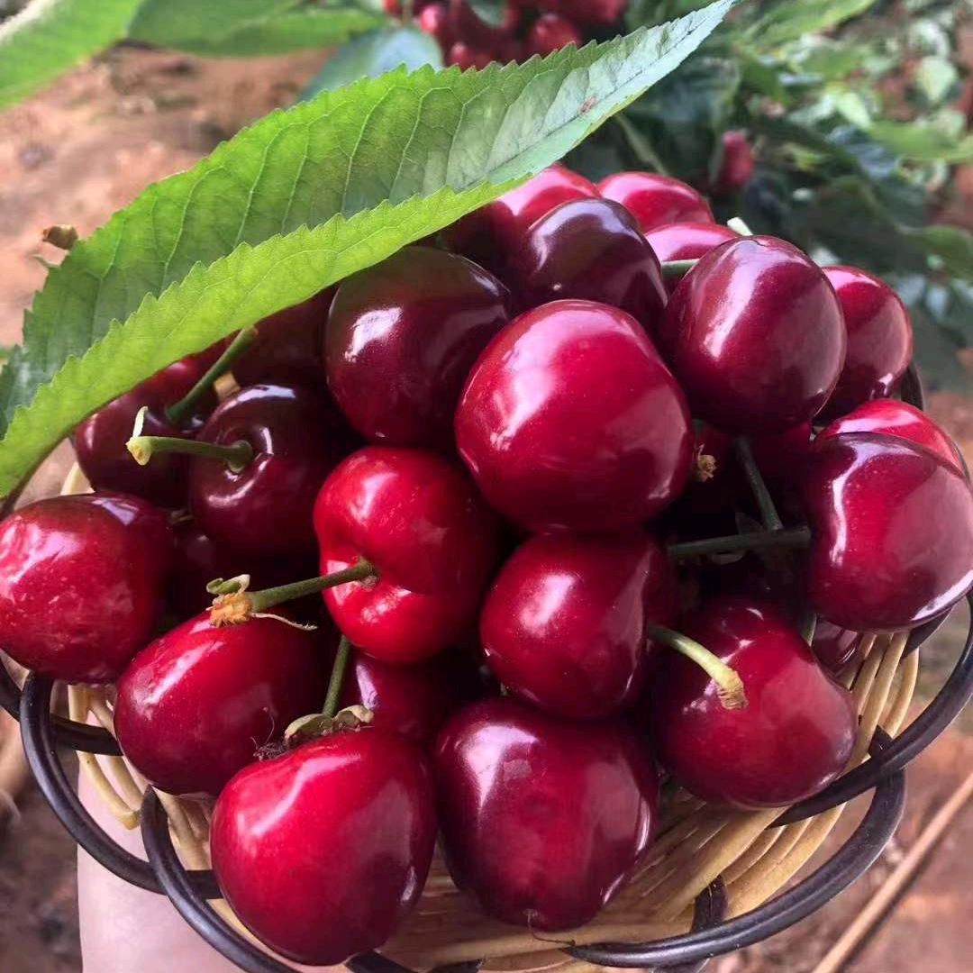 西宁反季节大樱桃采摘