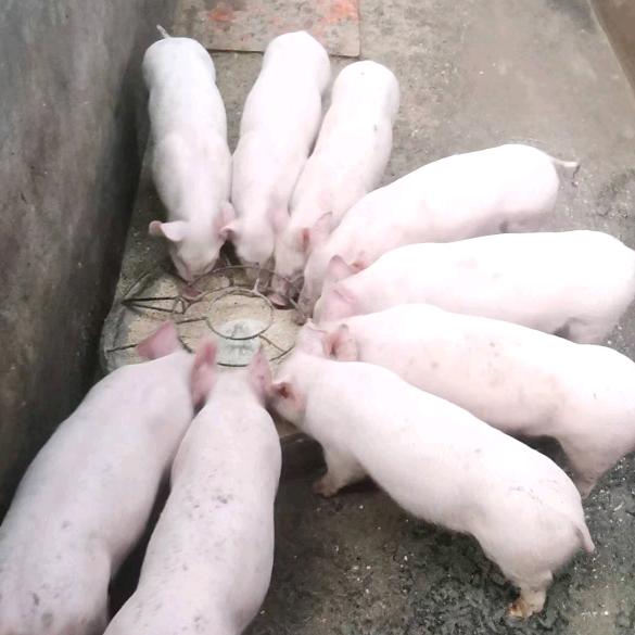 麻栗坡大坪禄星养殖场