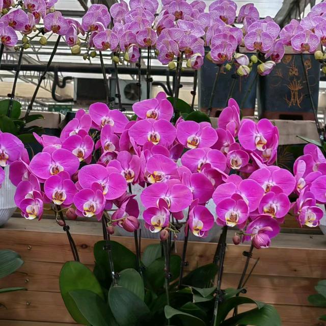 四季花卉