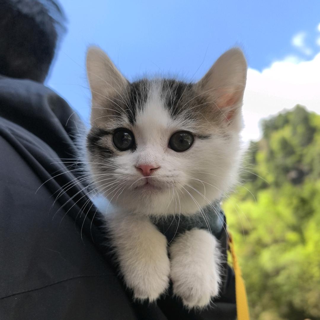 猫咪叫小怪