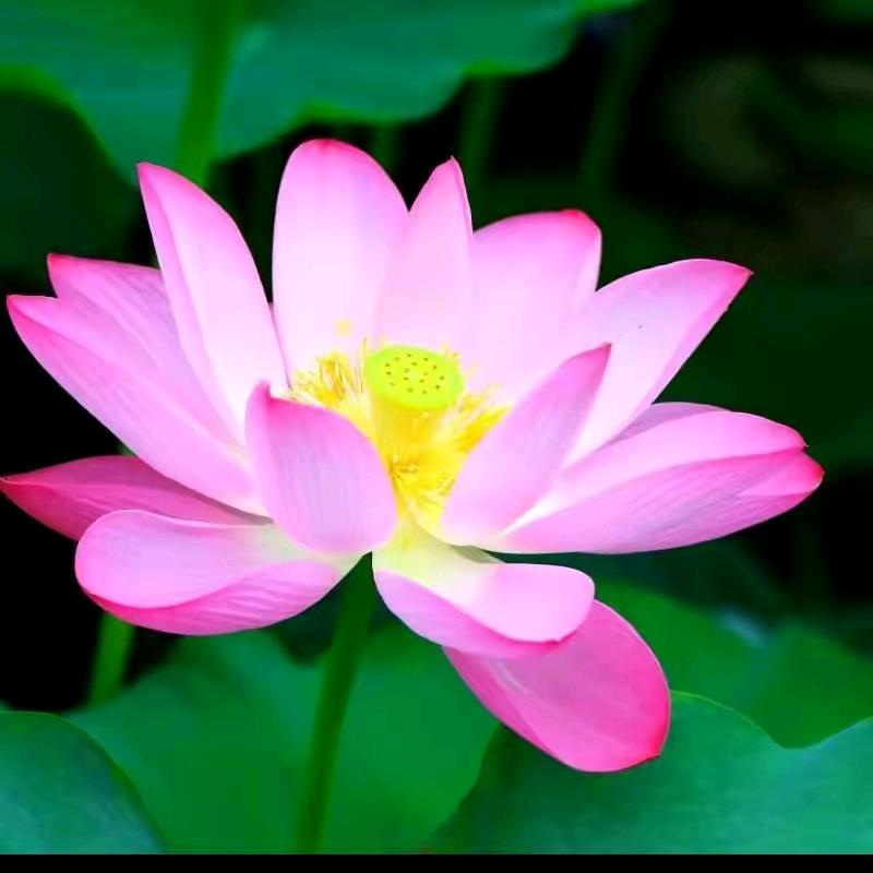 翟家府里结善缘