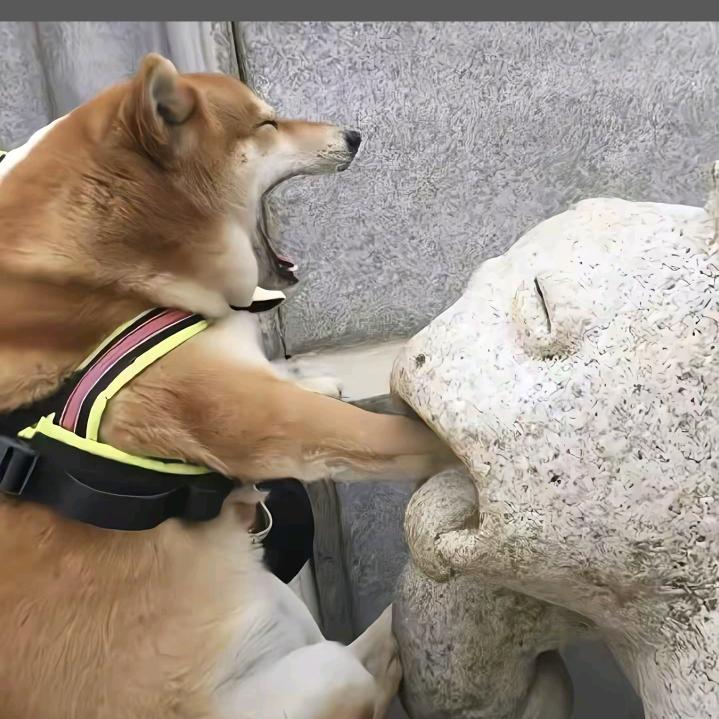 班班Z